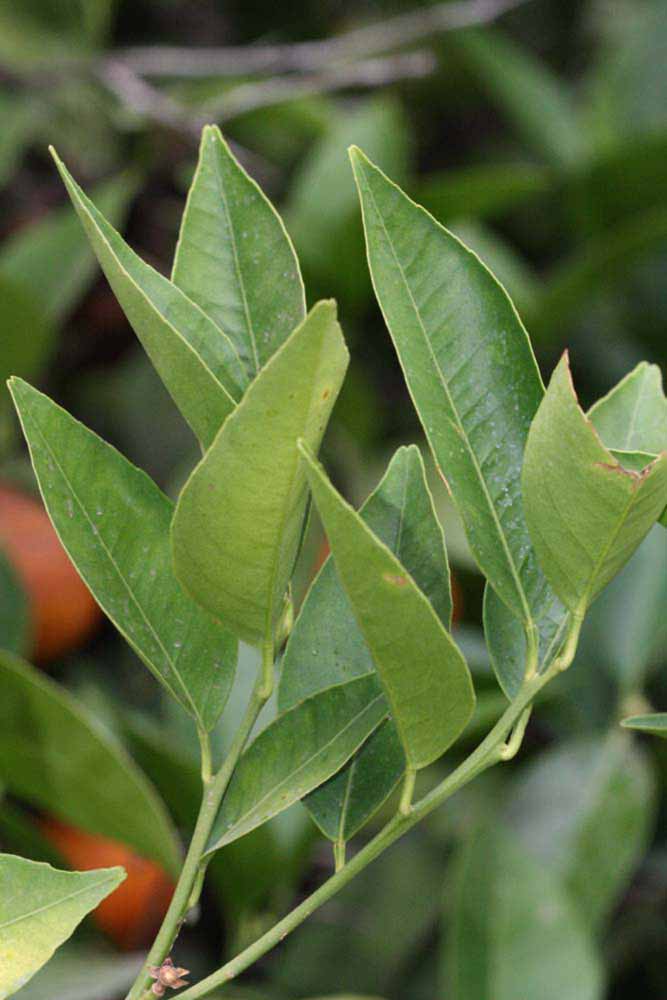              Sun leaves (Riverside, CA)       